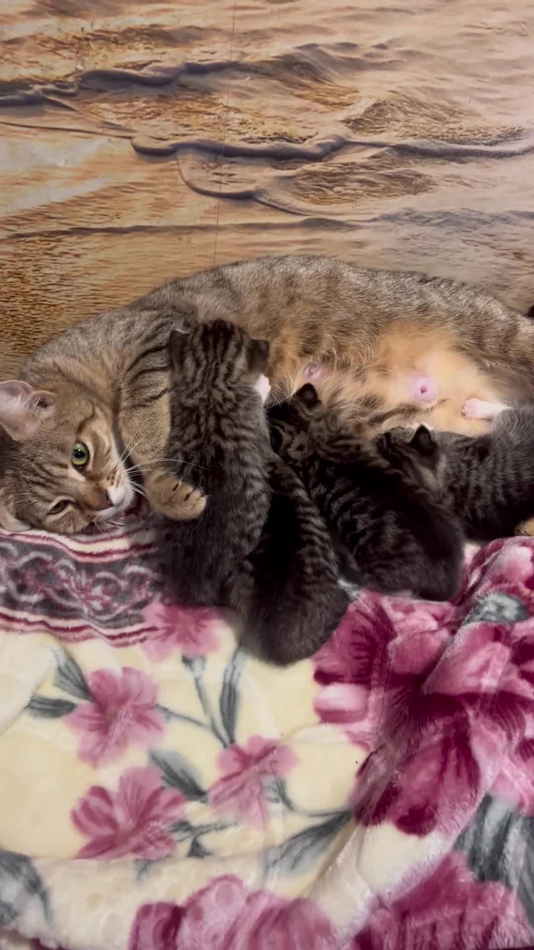 Mixed Breed cats for sale: Kittens for sale  - Video 1