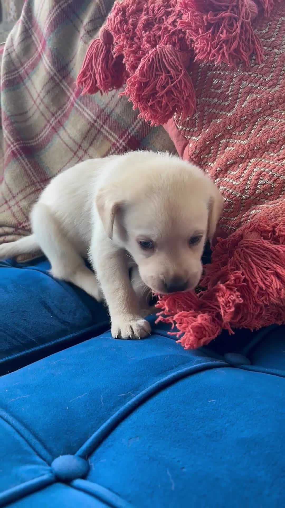 Labrador Retriever dogs for sale: Ready next week! Pretty Perfect Labrador Puppy - Video 1