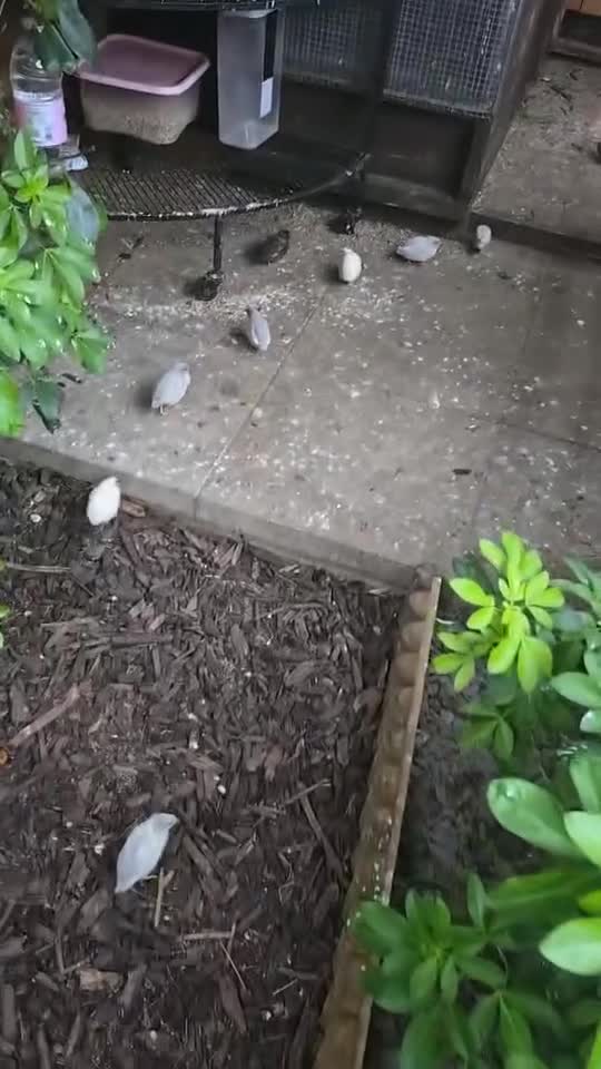 Quail poultry for sale: UPDATED VIDEOS - Mixed Quail - Buttons & Japanese  in Scunthorpe - Video 3