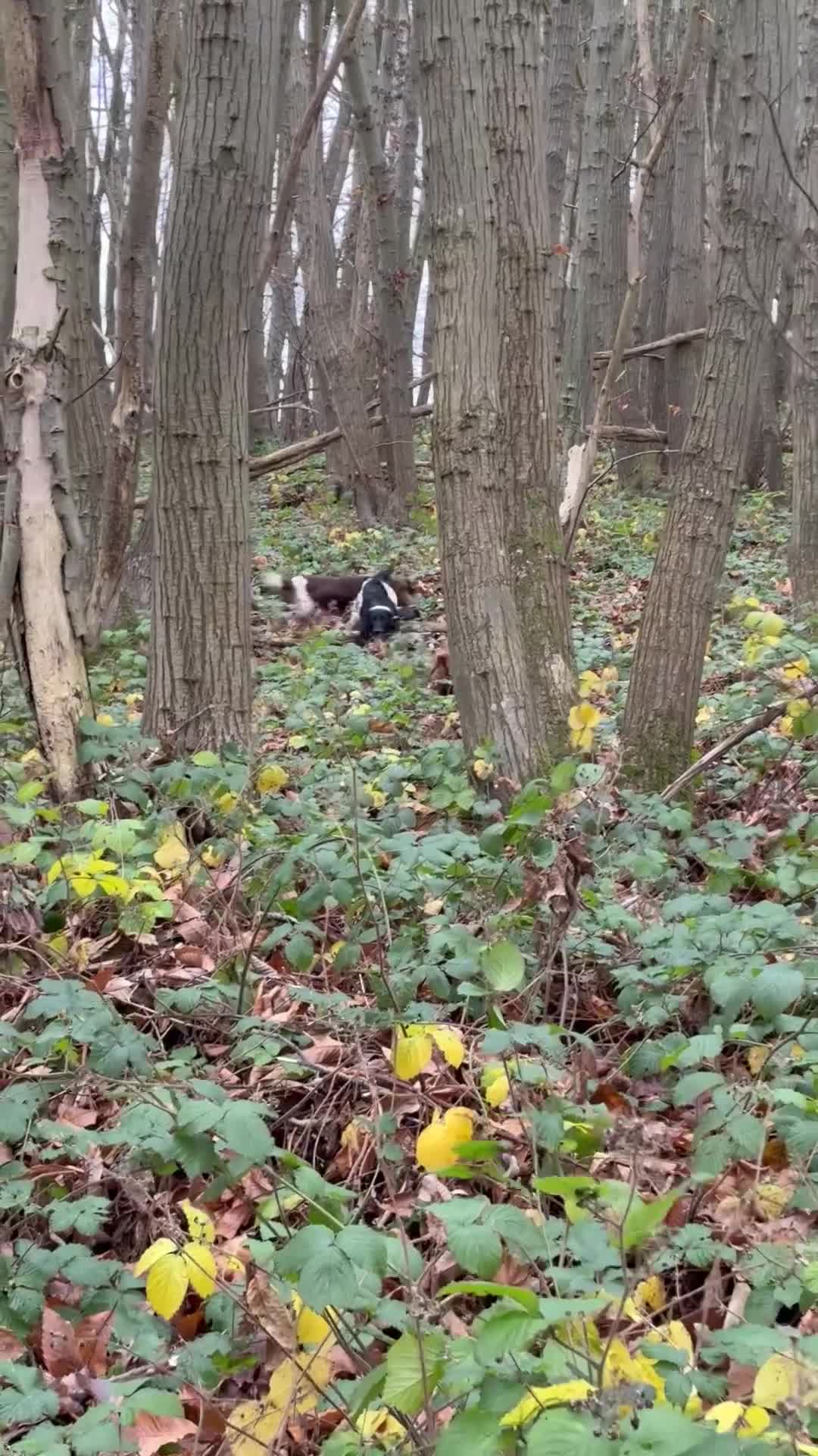 English Springer Spaniel dogs for stud: Elishade Misty Horizon (Dipper) - Video 5