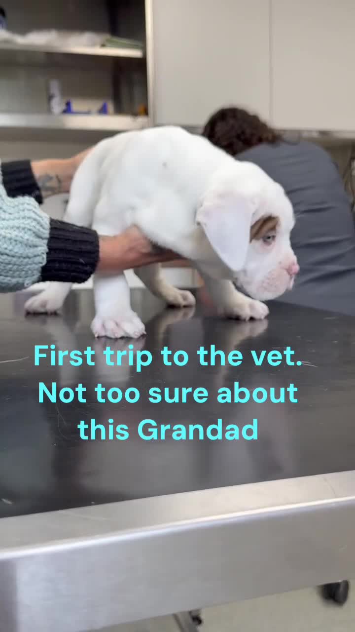 Olde English Bulldogge dogs for sale: Olde English Bulldogge Puppy Ready To Go - Video 3