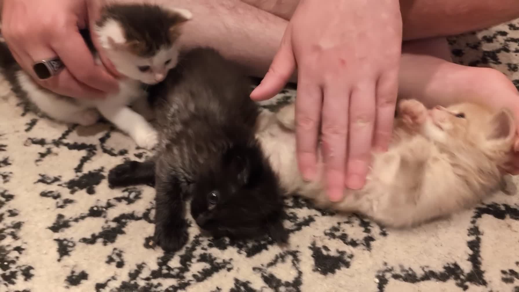 Maine Coon cats for sale: 5 Beautiful Maine coon kittens available! 😻 - Video 2