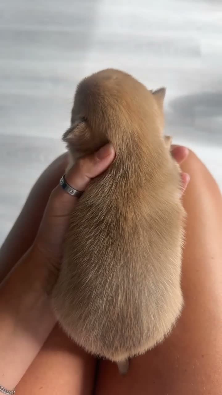Chihuahua dogs for sale: Stunning Thai chihuahua puppies  - Video 1