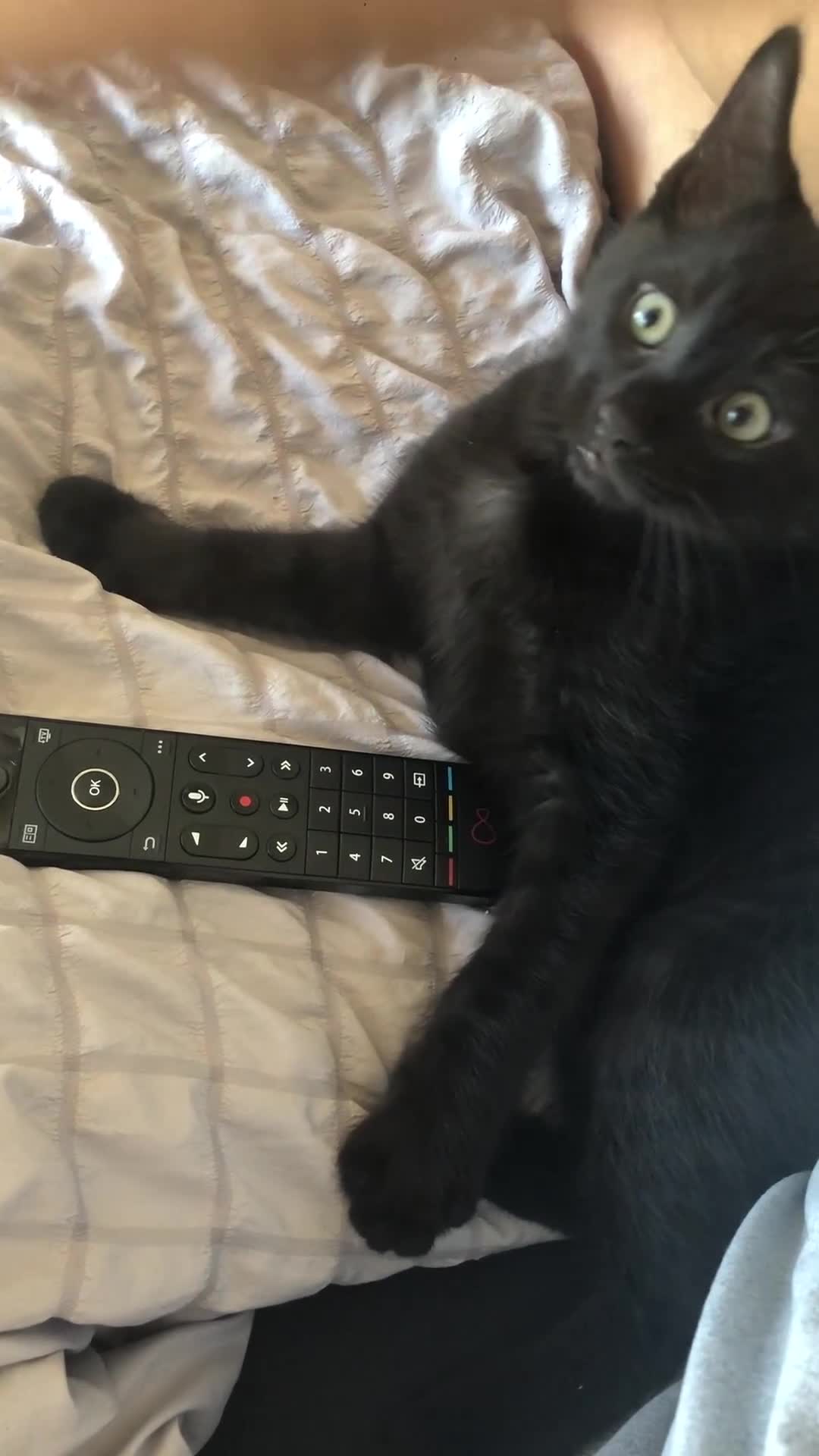 Domestic Shorthair cats for sale: Female tuxedo kitten  - Video 2