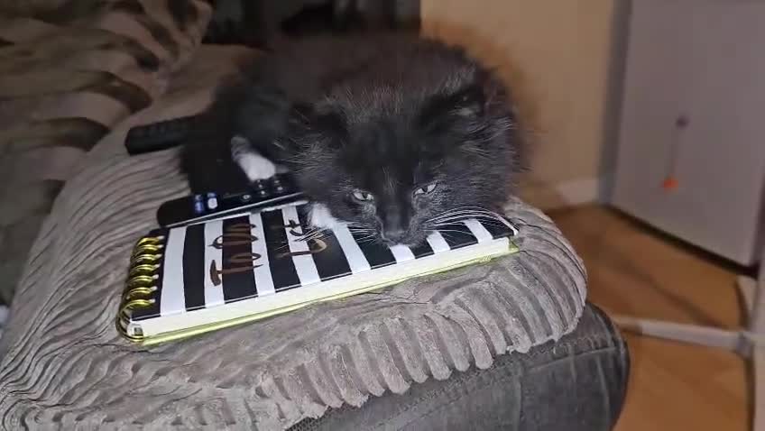 Mixed Breed cats for adoption: Rescue kitten luna needs a home of her own - Video 1