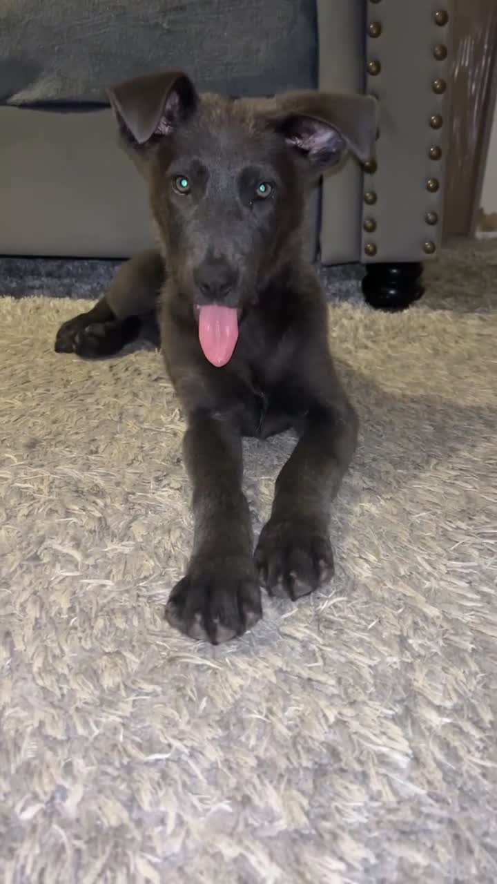 German Shepherd dogs for sale: Blue German shepherd puppy (female)  - Video 2