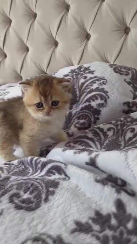 Scottish Fold cats for sale: Adorable Scottish Fold and Straight kittens 💙💜  - Video 3