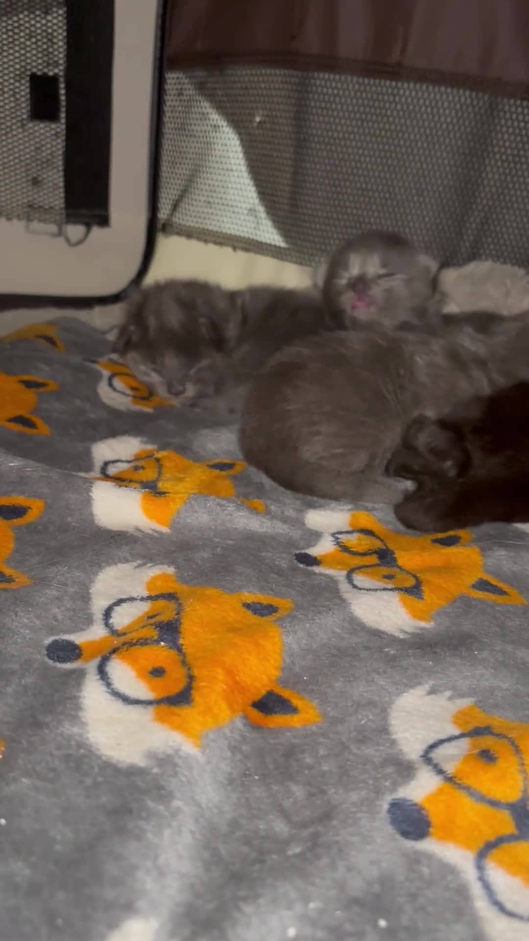 Maine Coon cats for sale: Maincoon x blue smoke in Southampton - Video 3