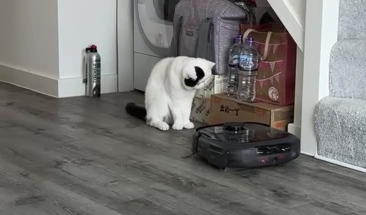 Exotic cats for sale: Exotic shorthair desperate to rehome - Video 1