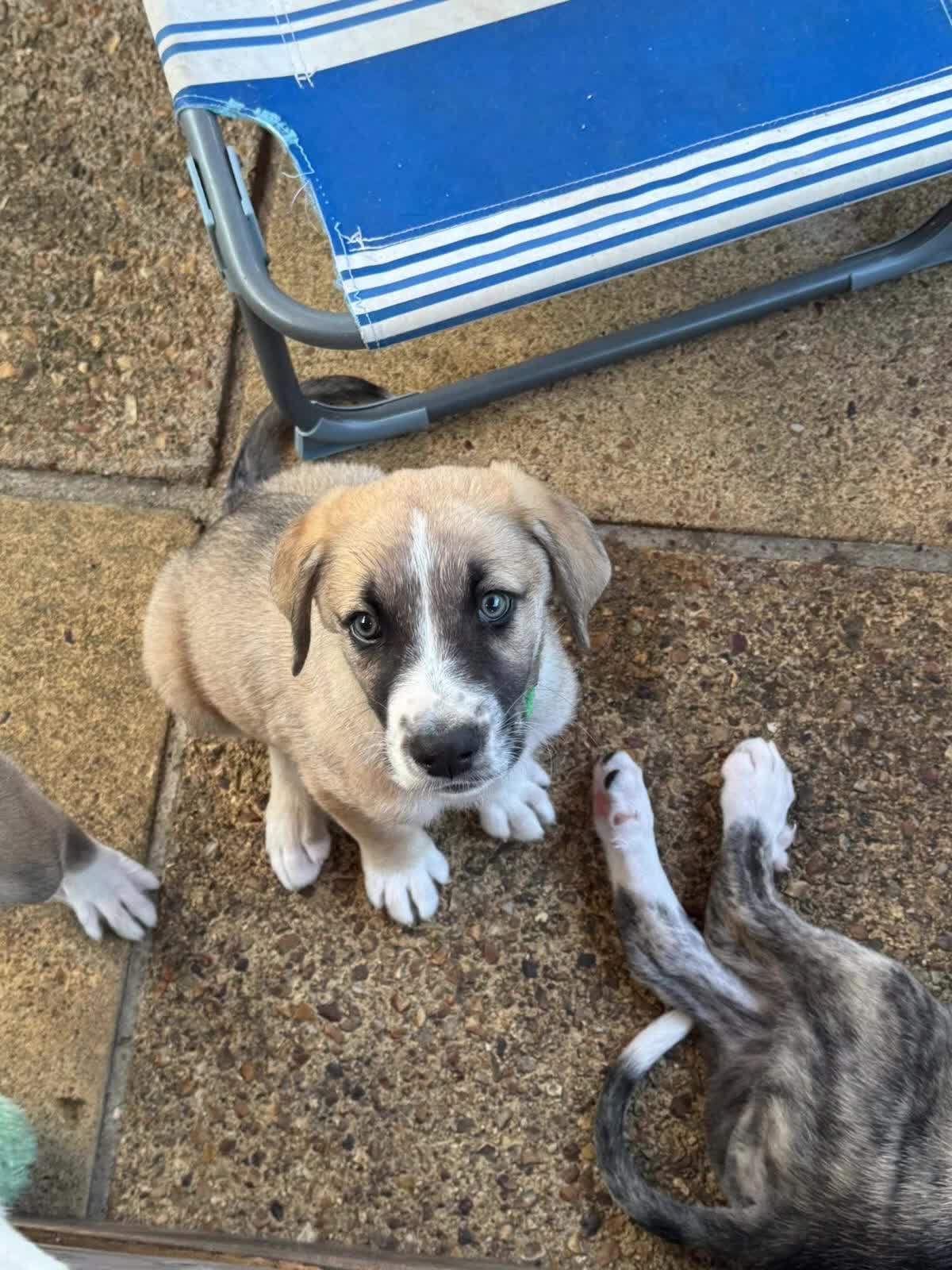 Mixed Breed dogs for adoption: Forest Gumps Litter - Video 1