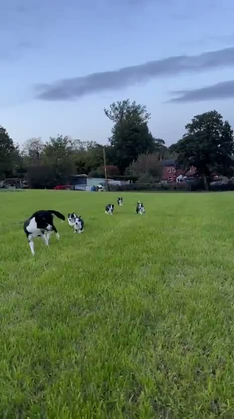Border Collie dogs for sale: Border Collie puppies for sale in Oswestry - Video 1