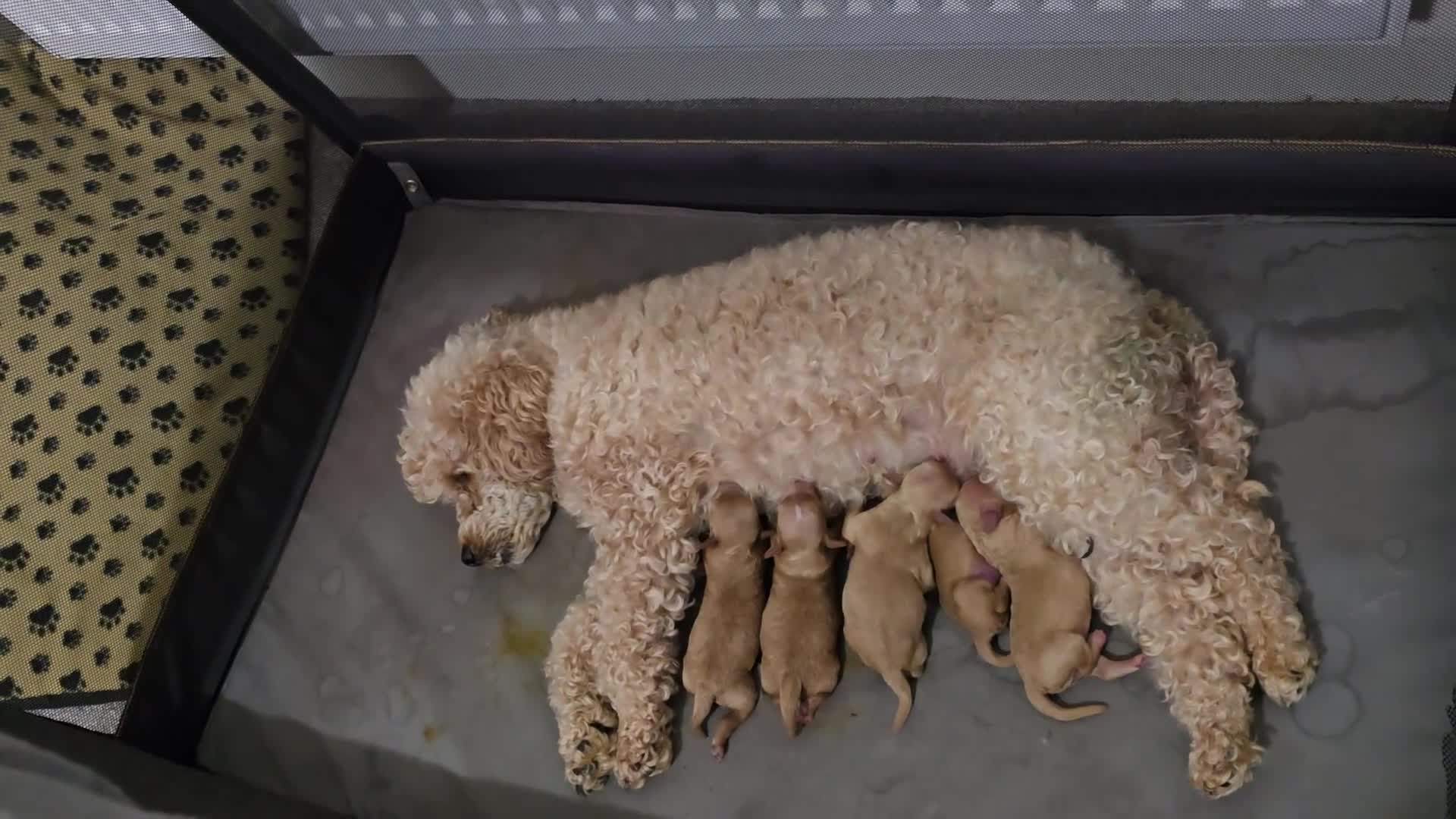 Poodle dogs for sale: Poodles  - Video 1