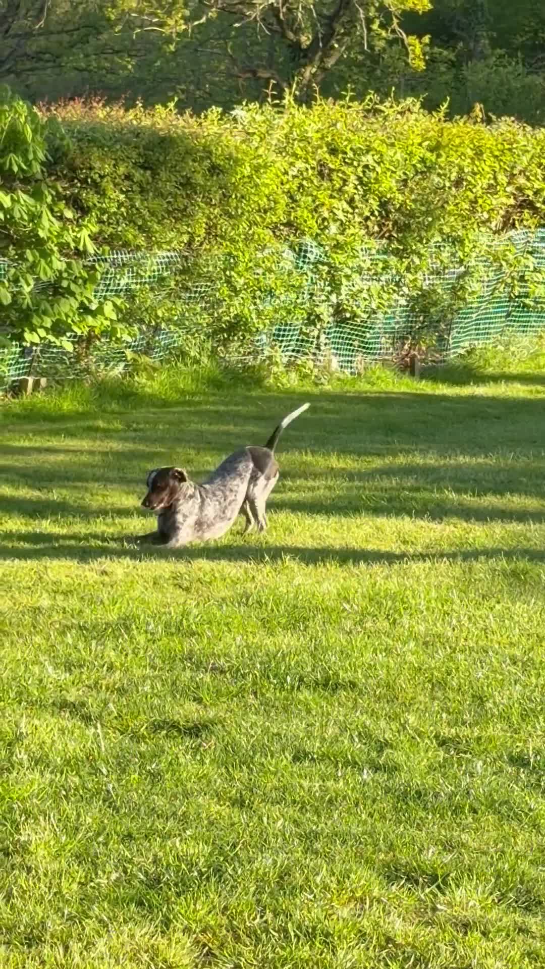 Mixed Breed dogs for adoption: ❤️ Clea: The gentle soul waiting for tummy rubs ❤️ in Maidstone - Video 2