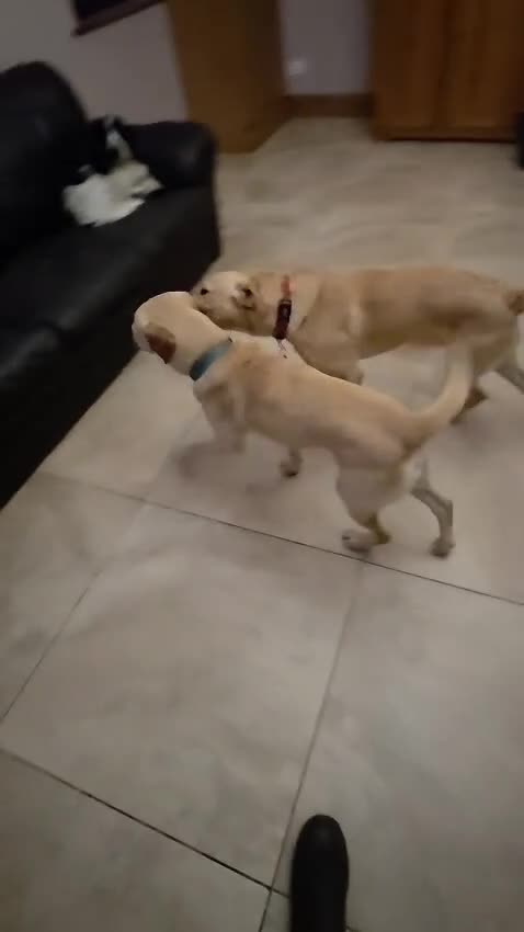 Labrador Retriever dogs for sale: Lovely Lab looking for Love - Video 1