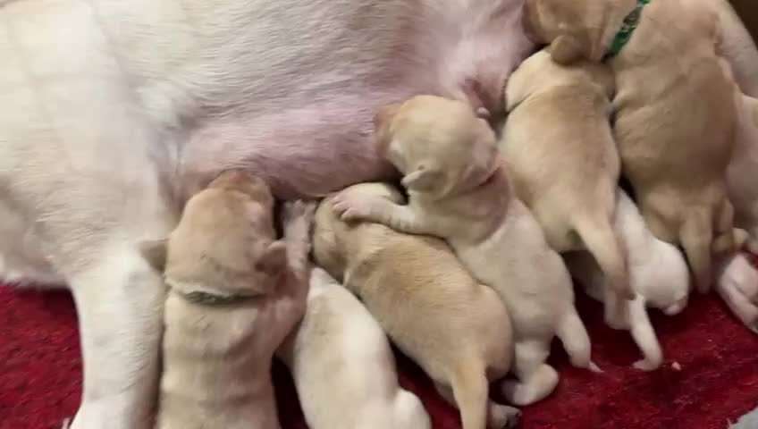 Labrador Retriever dogs for sale: Labrador Retriever Puppies - 6 Boys / 3 Girls - Video 1