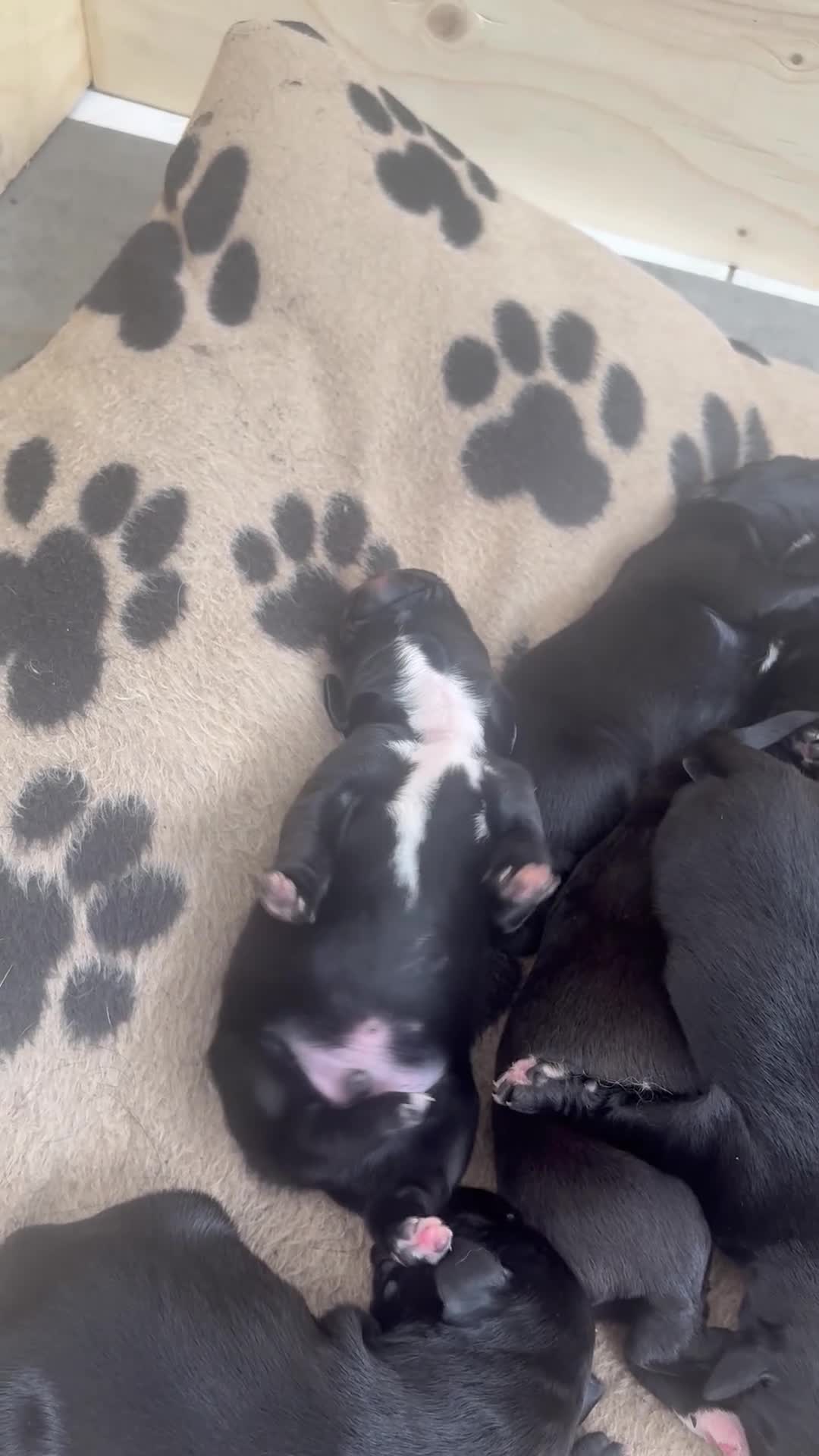 Mixed Breed dogs for sale: Labernard Puppies - Video 1