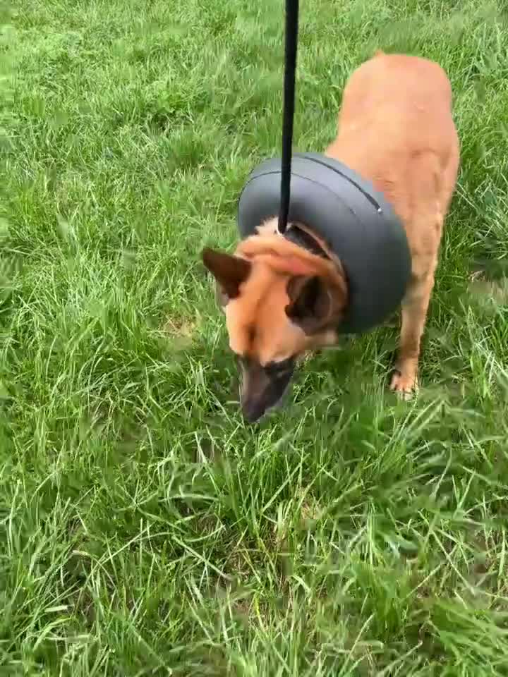 Mixed Breed dogs for adoption:  	ZORRO NEEDS HIS PERSON  in Rotherham - Video 4