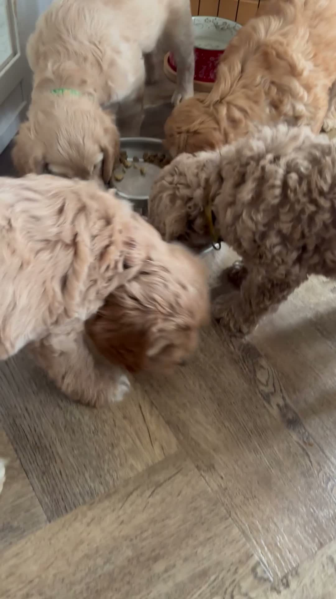 Cockapoo dogs for sale: Leicestershire Cockapoos Exten DNA&Genetic Tested  - Video 2
