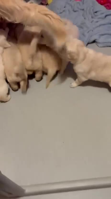 Golden Retriever dogs for sale: Golden Retrievers, Stunning Litter , Certificates  - Video 2