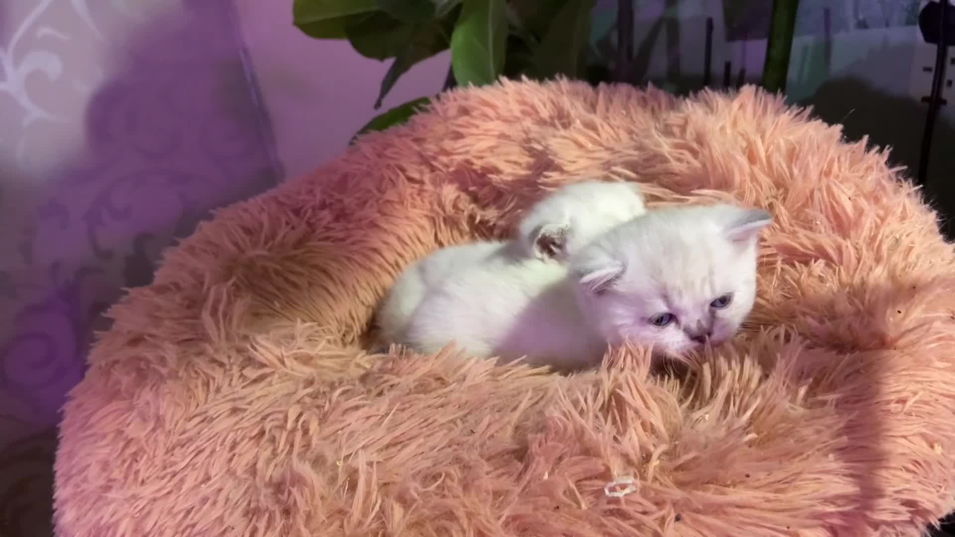 Munchkin cats for sale: Full Pedigree Munchkin kittens - Video 1