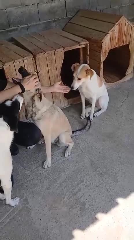 Mixed Breed dogs for adoption: Kiwi, 1 yr old. Available for adoption. - Video 4