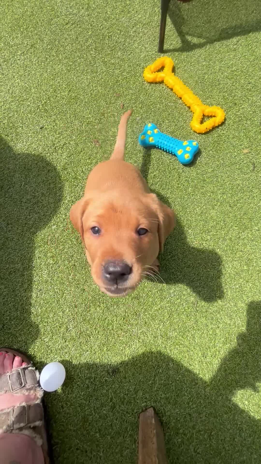 Labrador Retriever dogs for sale: Kc reg Fox red Labradors puppy  - Video 2