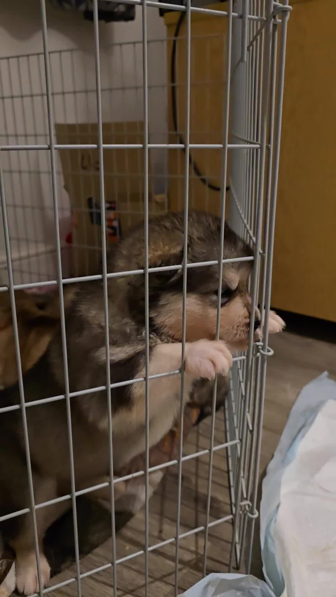 Alaskan Malamute dogs for sale: 2 female alaskan malamute girls ready now!! - Video 1