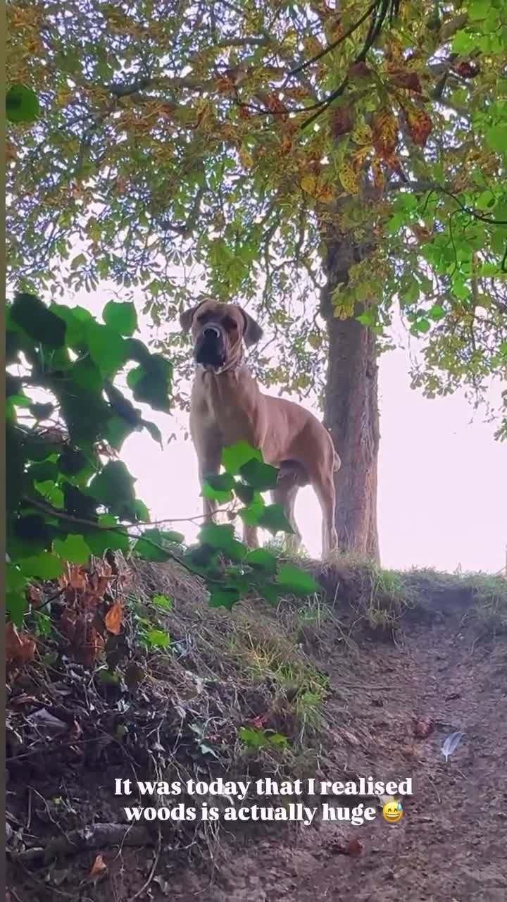 Cane Corso dogs for stud: Rare fawn male cane corsos for stud  in Harrow - Video 2