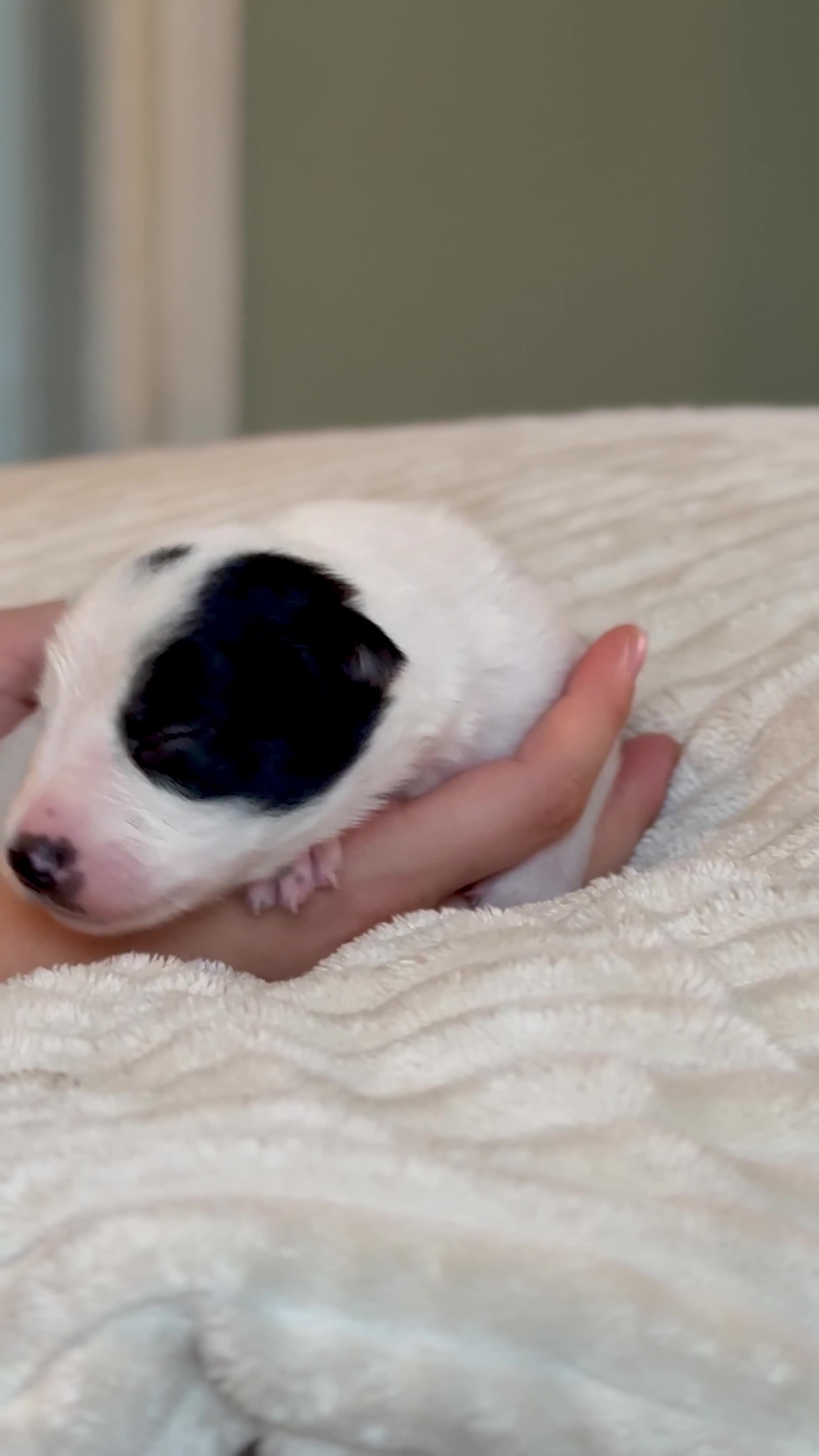 Border Collie dogs for sale: 6 Border Collie Pups For Sale **4 Boys Remaining** - Video 2