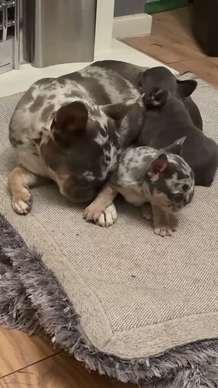 French Bulldog dogs for sale: 2 beautiful female French bull puppies  in Stockton-on-Tees - Video 1