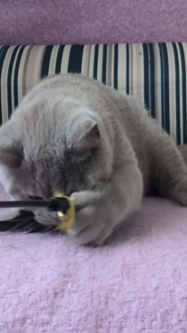 British Shorthair cats for sale: 💜 GCCF Active Registered Lilac Male Kitten 💜 - Video 1
