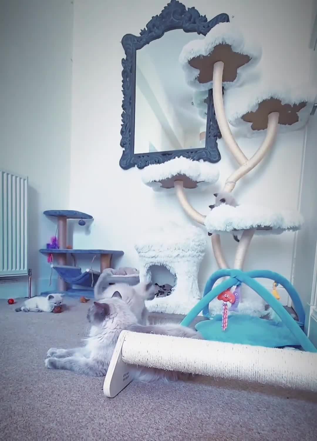 Ragdoll cats for sale: 2 beautiful litters of Ragdolls  - Video 1