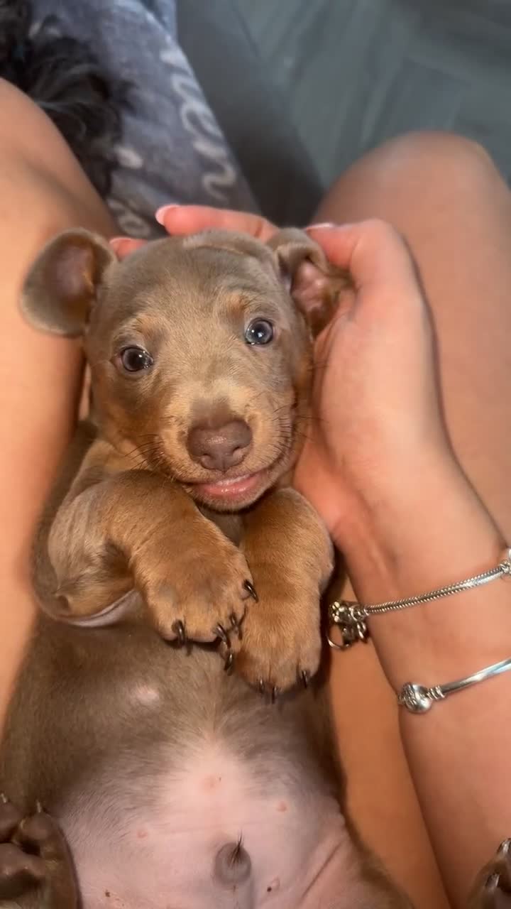 Miniature Dachshund dogs for sale: 2 miniature dachshunds - Video 1