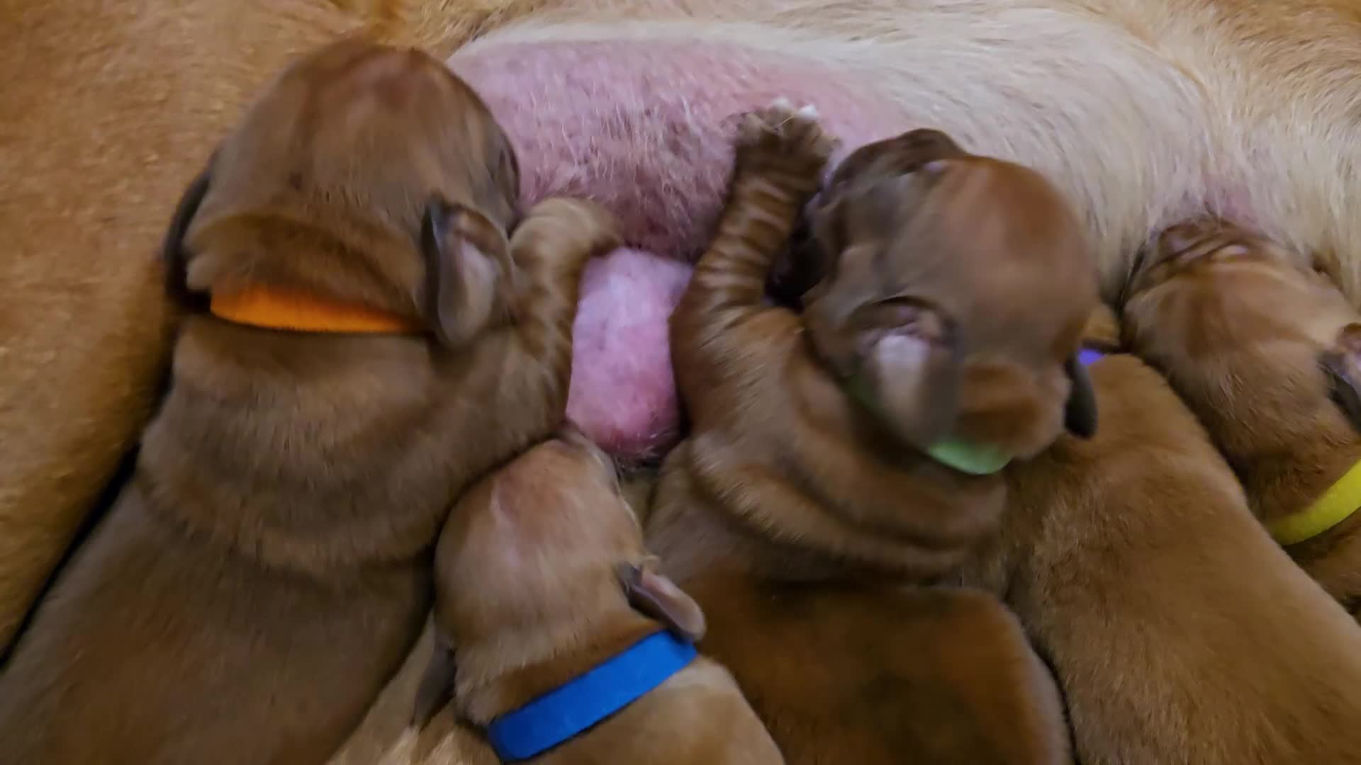 Dogue De Bordeaux dogs for sale: Stunning KC registered Dogue de Bordeaux  in Selby - Video 1