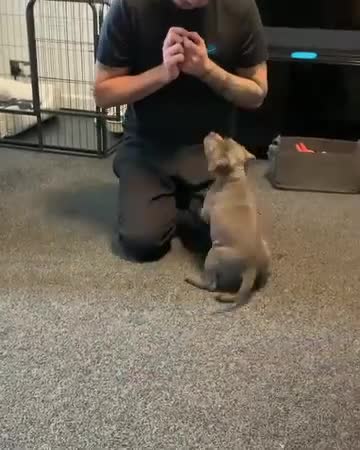 Staffordshire Bull Terrier dogs for sale: Staffordshire Bull Terrier Puppies  in Birmingham - Video 2