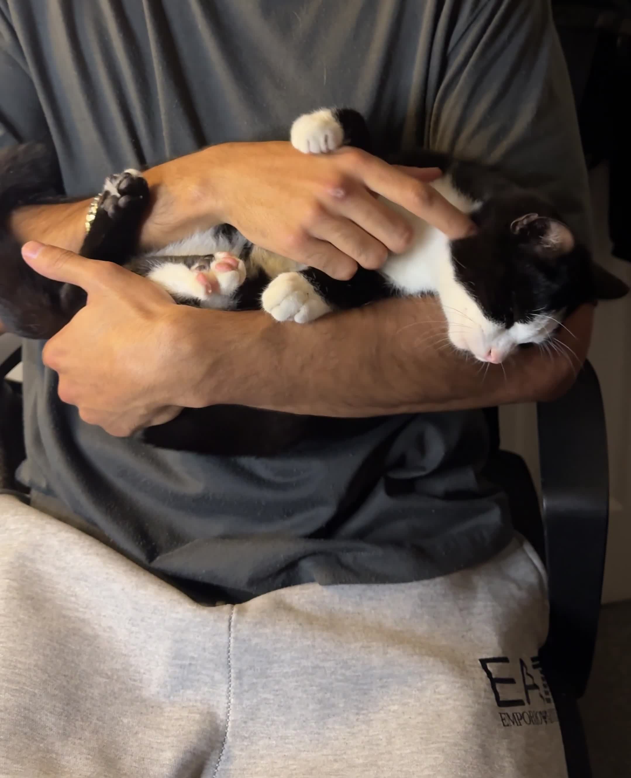 Mixed Breed cats for sale: Adorable Black & White Kitten Looking for Home - Video 1