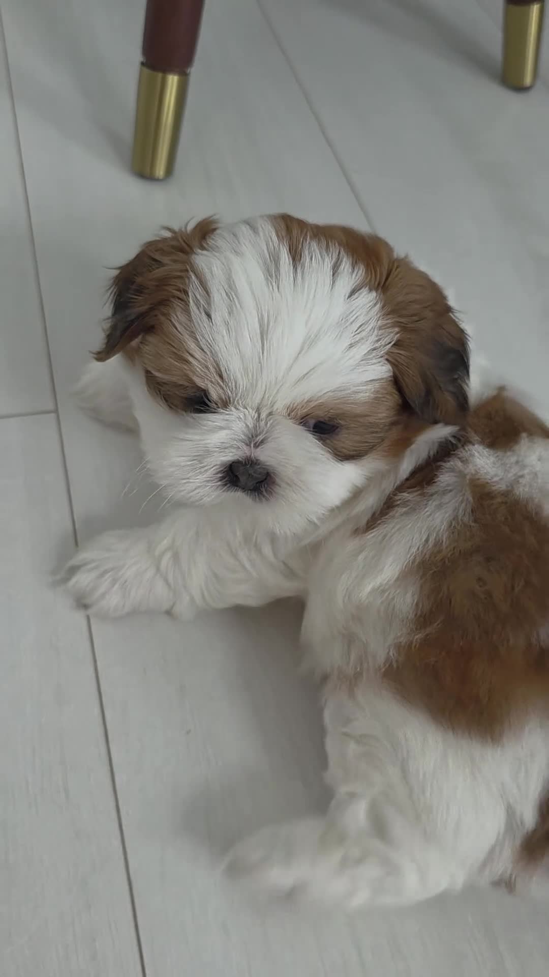 Mixed Breed dogs for sale: Beautiful 4 puppies (4 boys) - Video 1