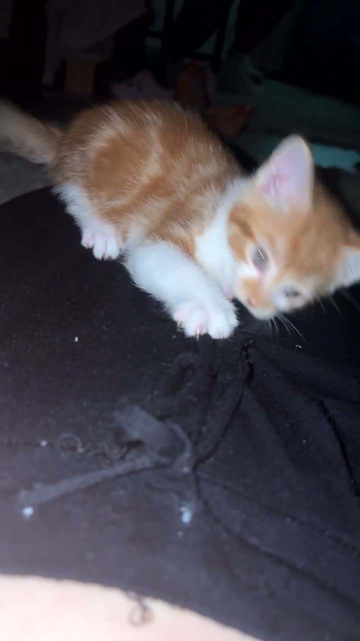 Mixed Breed cats for sale: Male ginger and white cat - Video 1