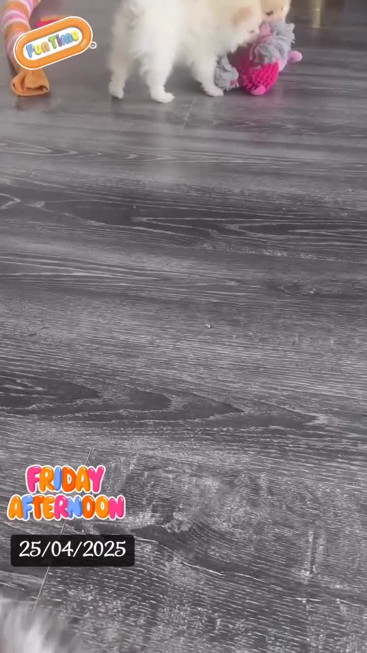 Pomeranian dogs for stud: 🎃EXPERIENCED👑KING ZIGGY & PRINCE COCO🏆STUD Boys in Bedford - Video 1