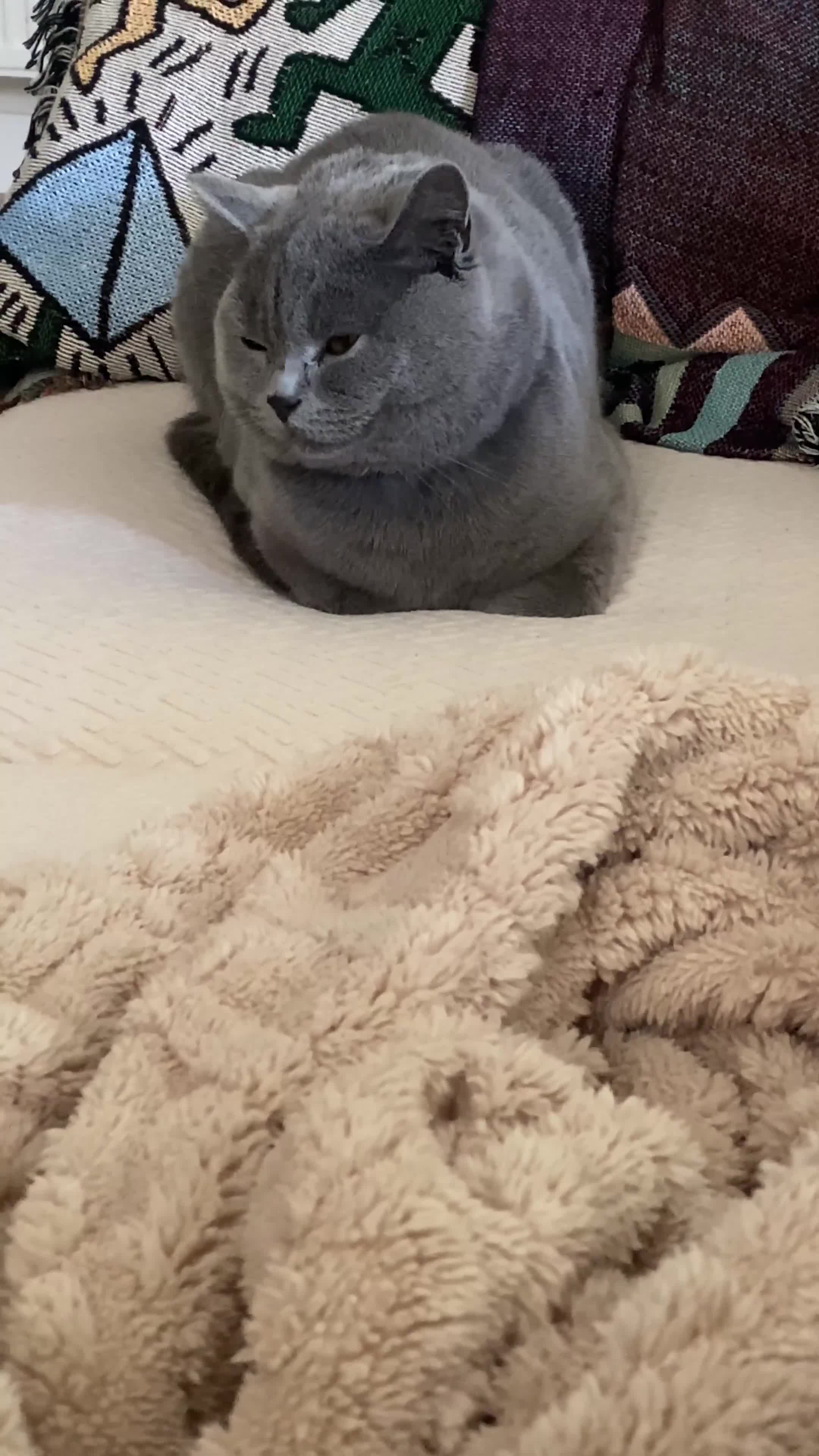 British Shorthair cats for sale: Katty  in Harwich - Video 1