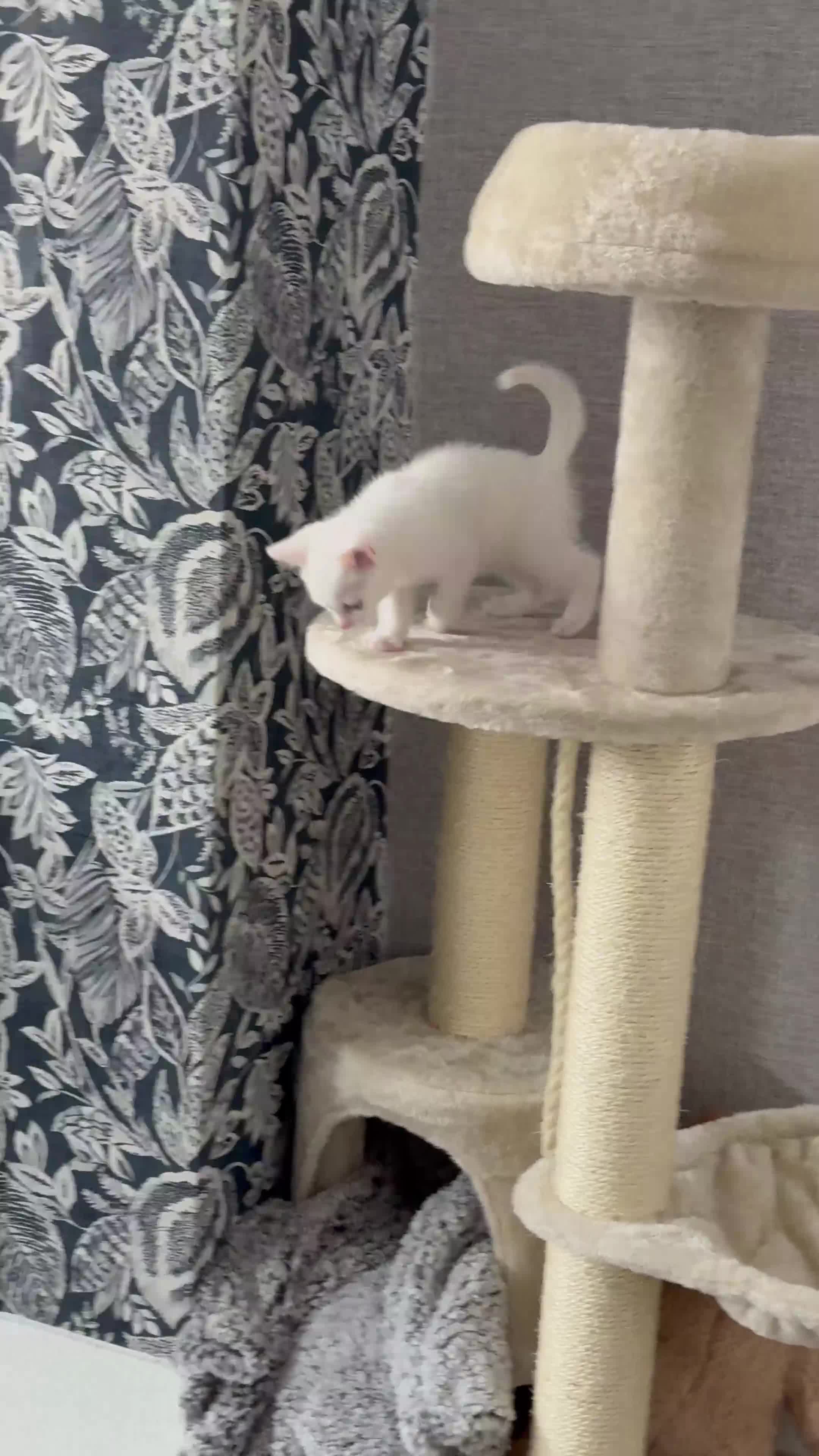 Turkish Angora cats for sale: Princess Bella in Burton-on-Trent - Video 2