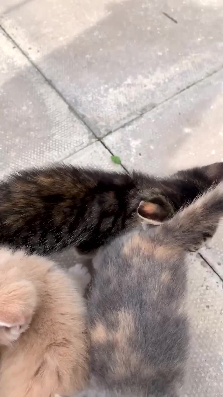 Mixed Breed cats for sale: 4 Month Female Tabby Kitten Available (Birmingham) - Video 2