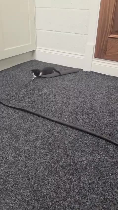 Domestic Shorthair cats for sale: 5 stunning black, ginger and white kittens - Video 1