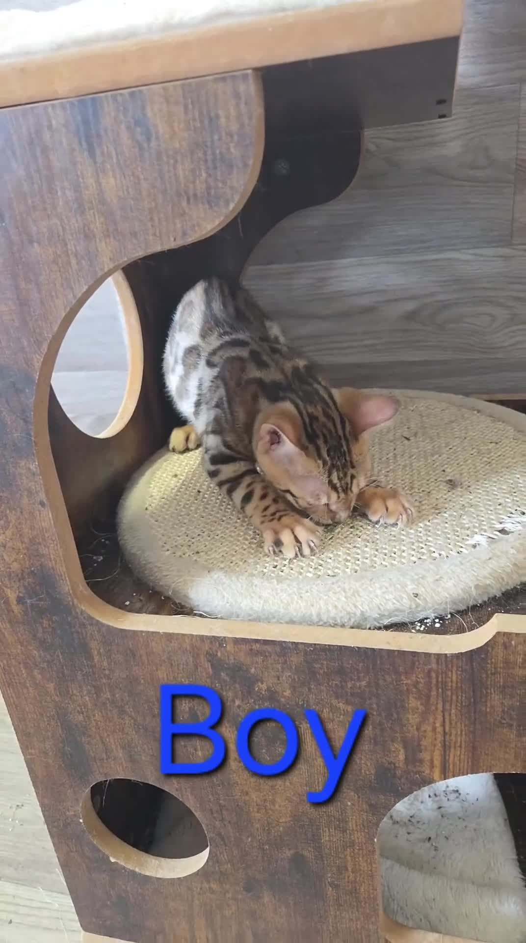 Bengal cats for sale: READY NOW FULL BENGAL KITTENS TICA REGISTERED  - Video 4