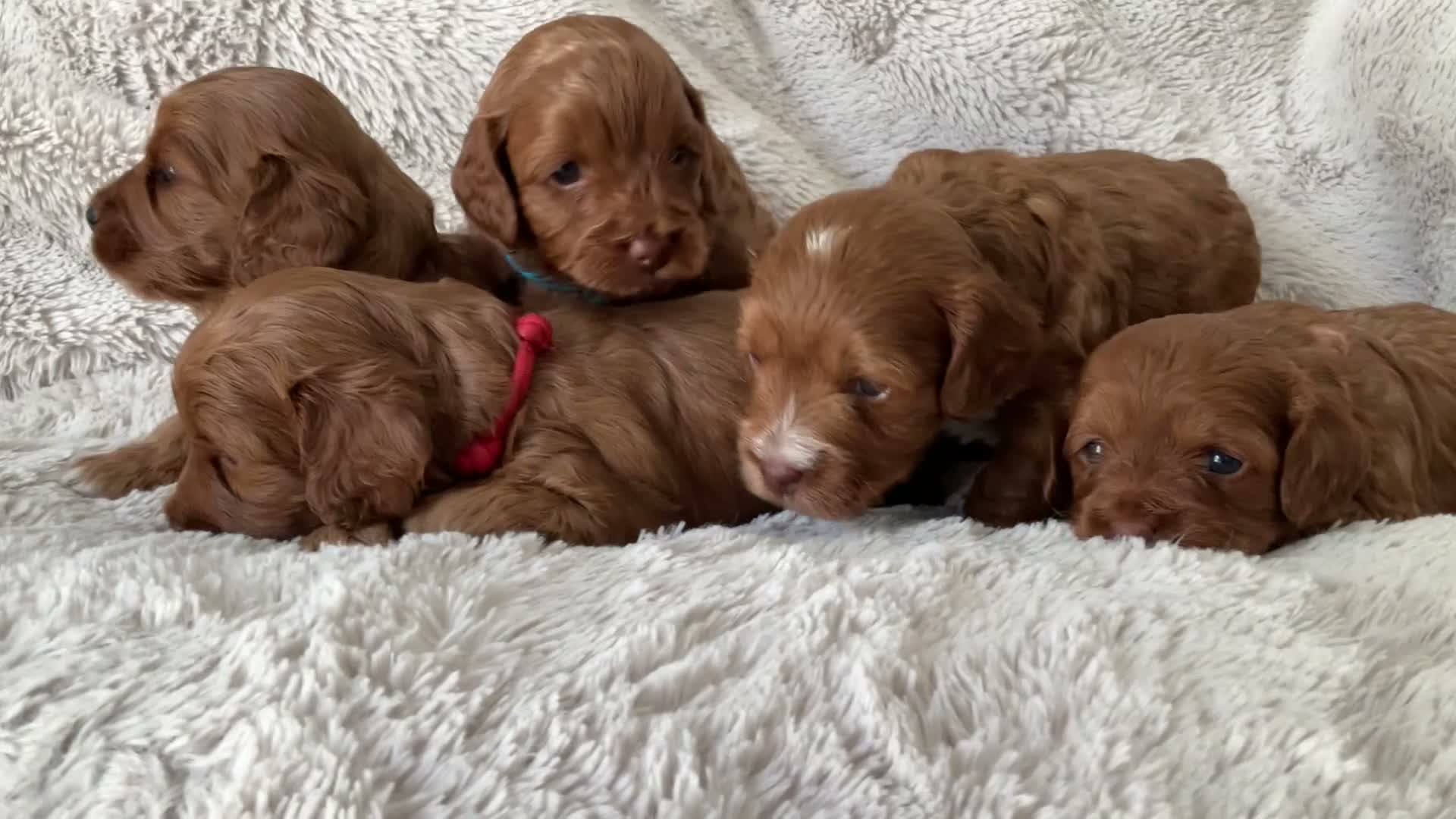 Cockapoo dogs for sale: Tiny Asian poodle cross pups teddy bear cute faces in Peacehaven - Video 1