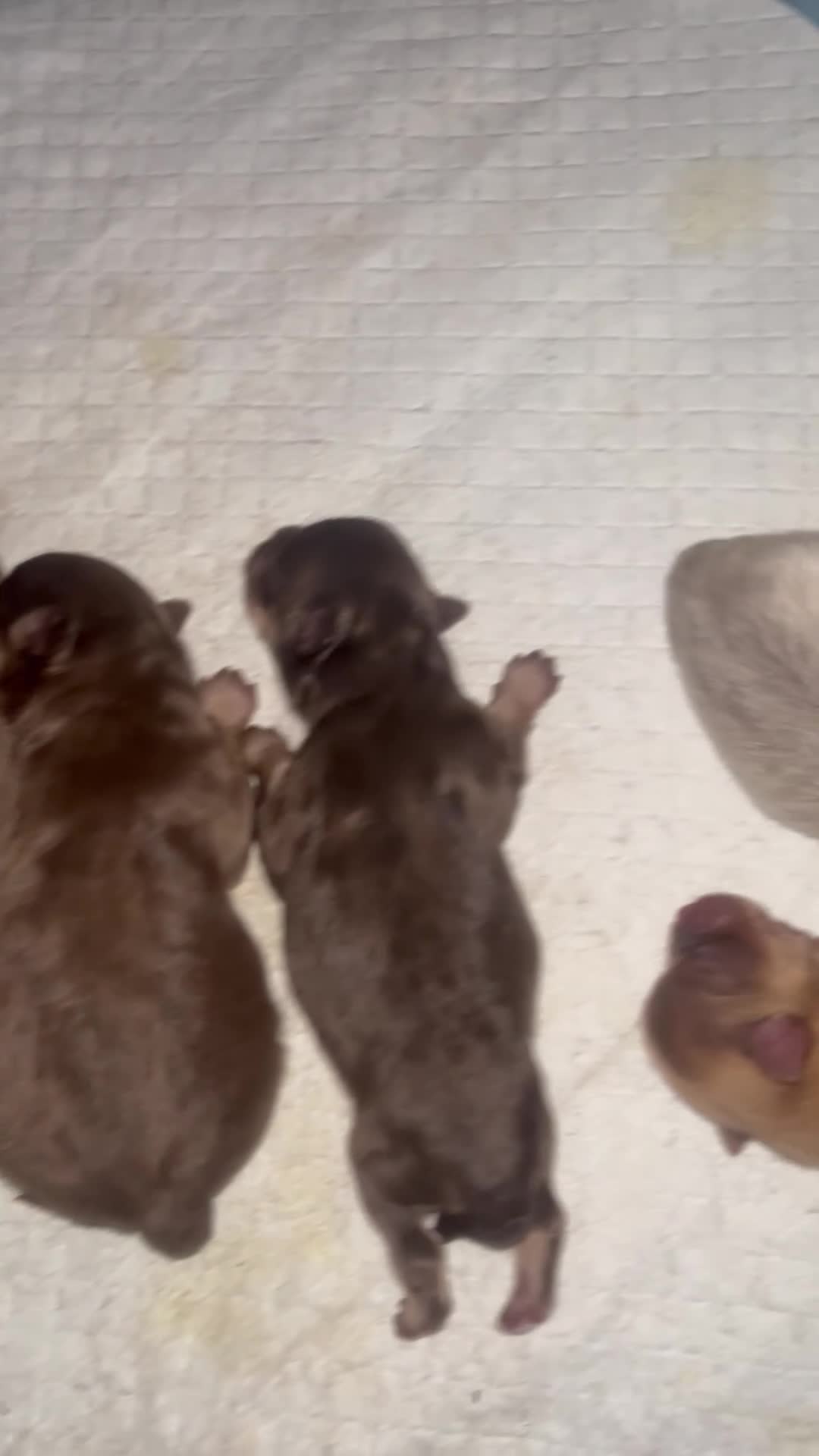 Pomeranian dogs for sale: Beautiful Puppies Looking for 5 Star Homes - Video 1