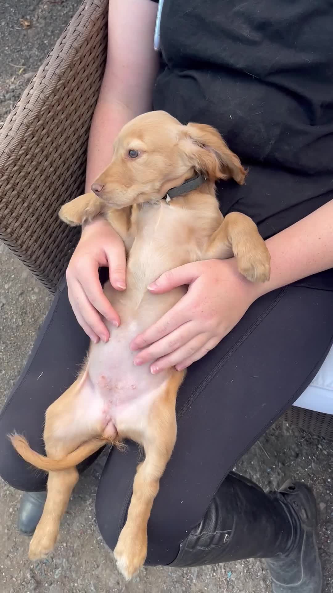 Cocker Spaniel dogs for sale: Gorgeous litter of cocker spaniels 2 boys 1 girl  - Video 1