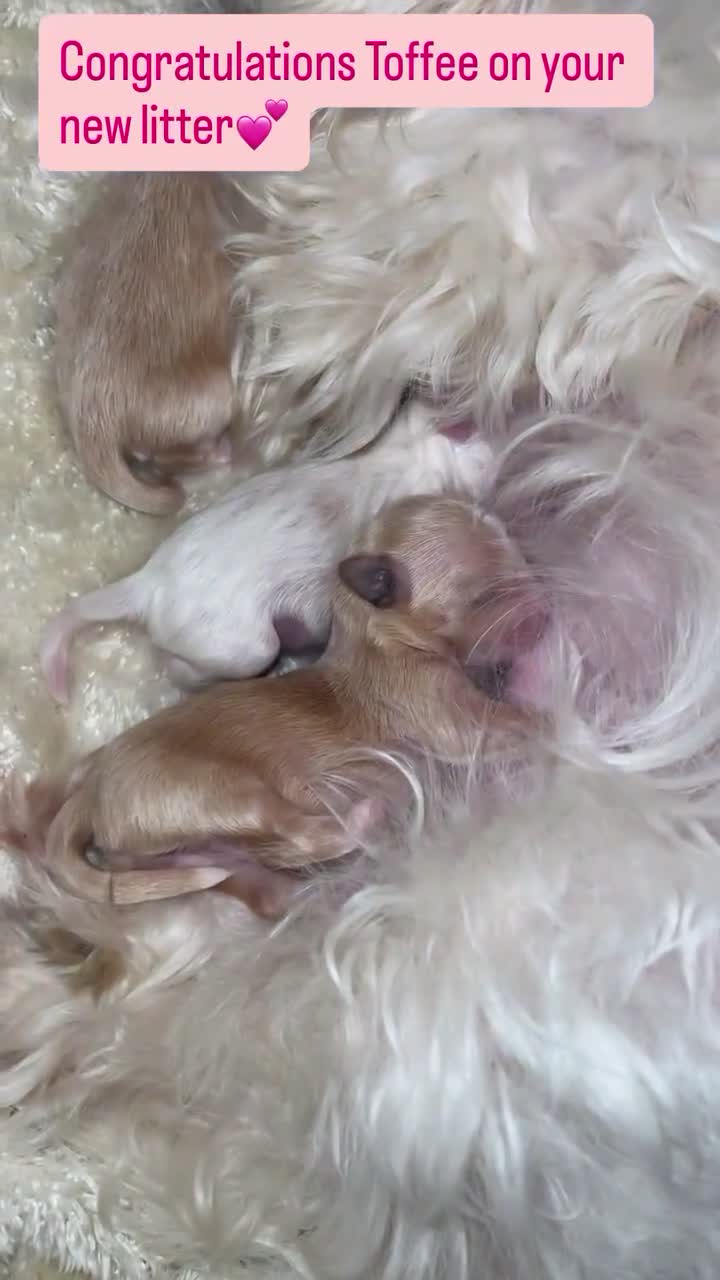 Mixed Breed dogs for sale: Coton de Tulear x Mini Australian Labradoodle - Video 1