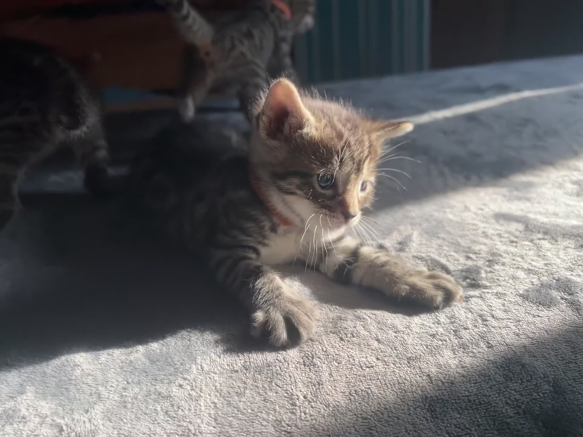 Bengal cats for sale: Mix Bengal kittens for sell in Corby - Video 2