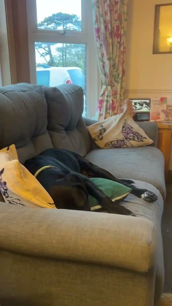 Mixed Breed dogs for adoption: Jessica - Video 1